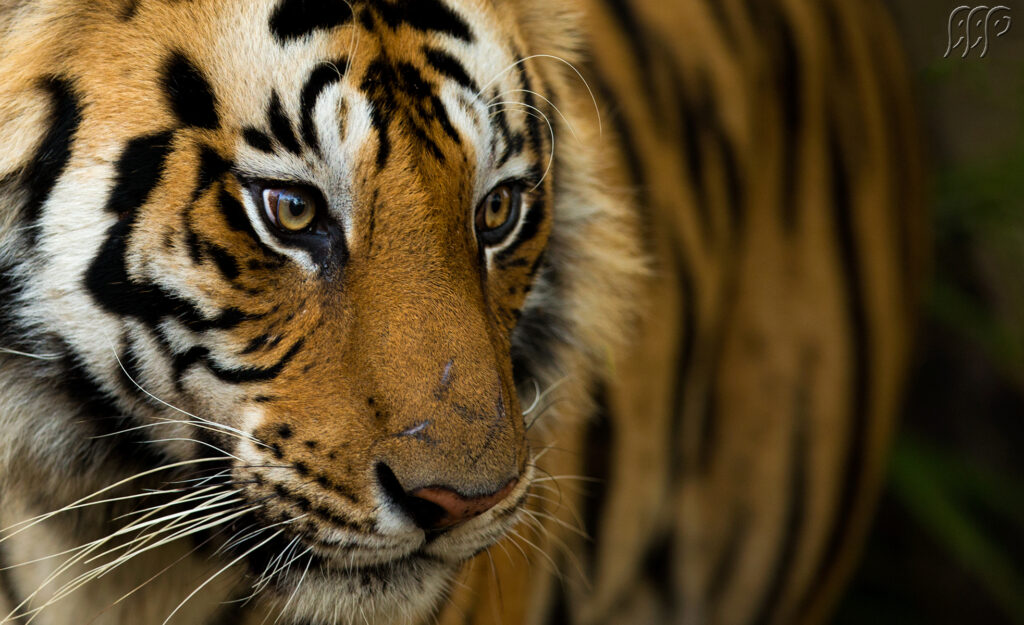 Bandhavgarh Fun Tour with 1 Jeep Safari