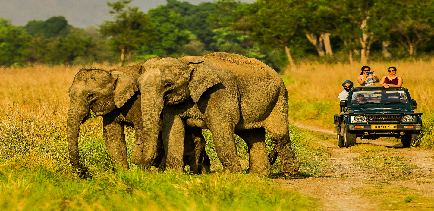 Kanha and Bandhavgarh National Park Tour