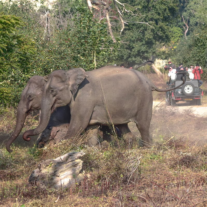 Khajuraho Bandhavgarh Tour