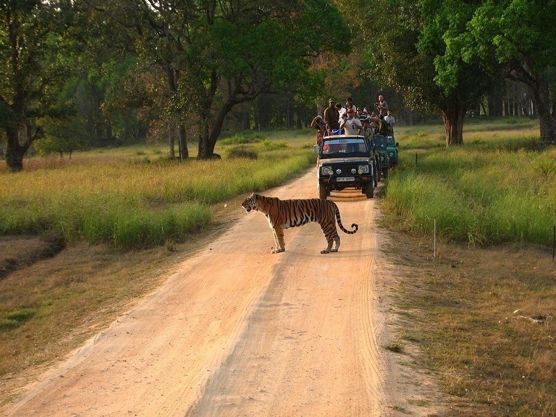Tadoba Wildlife Journey