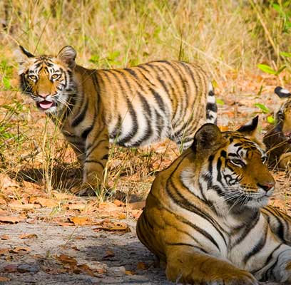 Wildlife Spotting in Tadoba