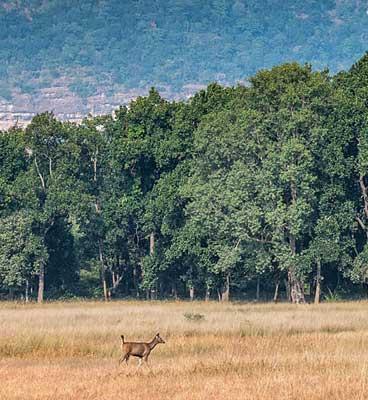 Butterflies Peaks in Tadoba
