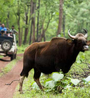 Tadoba Should Be On Your Travel Bucket