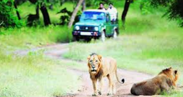 Gir Fun Tour with 1 Jeep Safari