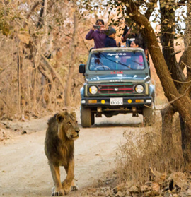 Sasan Gir Safari Zone