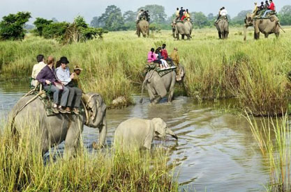Elephant safari through Kaziranga wetlands