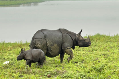 Kaziranga