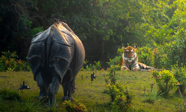 Rhino and Tiger Tour with 3 Jeep Safaris and 2 Elephant Safari