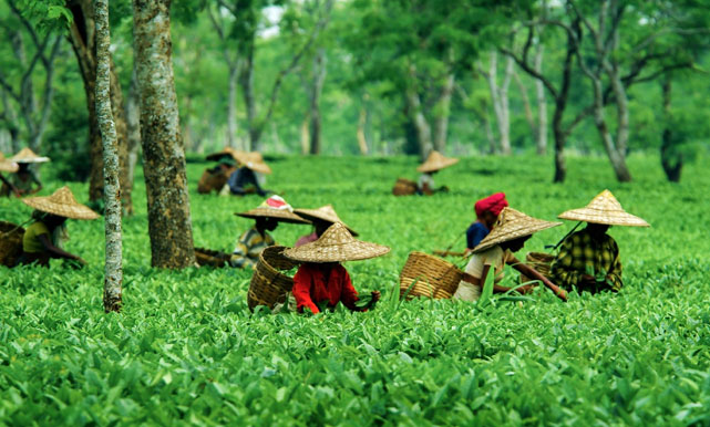 Best of Assam, Nagaland & Meghalaya Tour Kaziranga In India