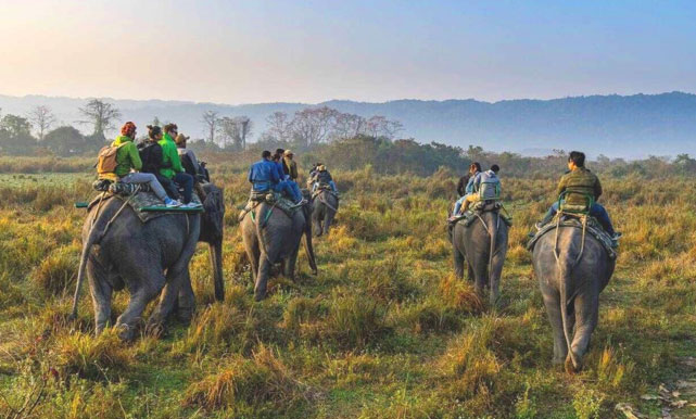 Kaziranga Fun Tour with 1 Elephant & 1 Jeep