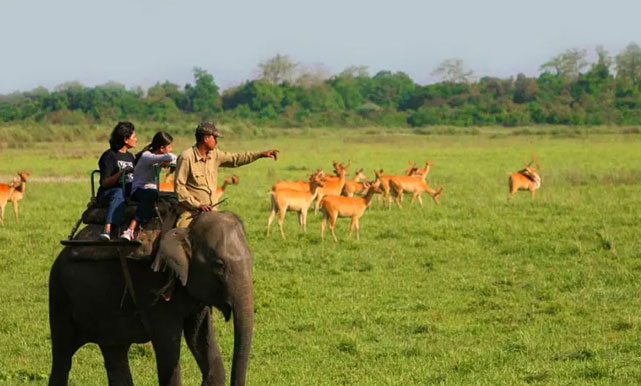 Kaziranga Fun Tour with 1 Elephant Safari