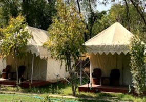 Jungle View Resort