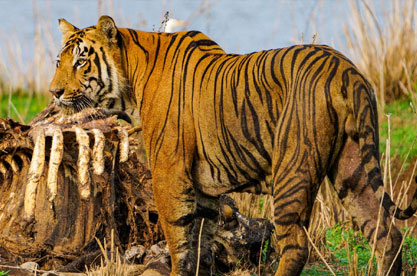 Gondwana Jungle Homes