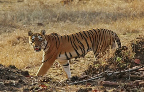 Tiger Valley Resort, Tadoba