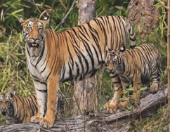 Agarzari Zone