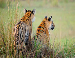 Irai Lake Boat Safari Tour