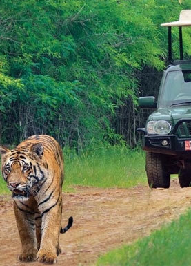 Tadoba safari vehicle in the forest